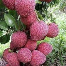 No Mai Tsze Lychee Fruit Seeds for Planting - Grow Tropical Lychee Trees for Sweet Fruits, Heirloom Seeds