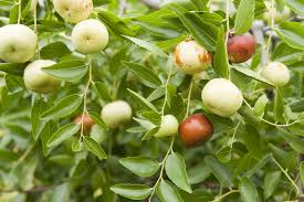 Silverhill Jujube Fruit Seeds for Planting - Growing Sweet Jujube Trees  for Beautiful Home Garden, GMO Free Seeds