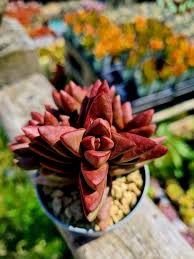 Red Pagoda Plant Seeds for Planting - 100 pcs