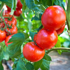 Tomatfrø til hjemmehavearbejde, 100 stk