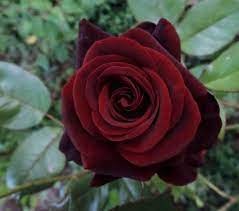 Dark Red Holland Rose Flower Seeds – Heirloom, Non-GMO, High Germination Organic Garden Seeds for Planting