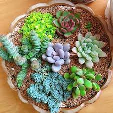mixed sempervivum flower seeds