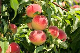 Elberta Peach Fruit Seeds for Planting - Grow Sweet and Juicy Peaches in Your Backyard, GMO Free Seeds