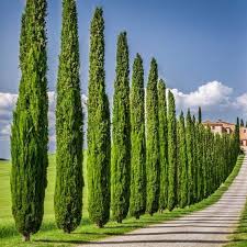 Italian Cypress Tree Seeds (Cupressus sempervirens) – Heirloom Non-GMO Seeds for Tall Elegant Landscapes