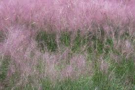 Purple Hairawn Muhly Plant Seeds for Planting - 100 pcs