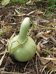 Long Siphon Gourd Seeds for Planting - 100 pcs