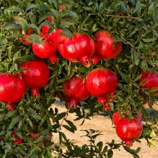 Pomegranate Wonderful Seeds – Heirloom, Non-GMO Fruit Seeds for Garden Planting