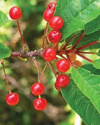 Pin Cherry (Prunus pensylvanica)  Fruit Seeds for Planting - Sweet, Juicy, and Colorful Cherries