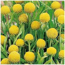 Craspedia Drumstick Yellow Sun Ball Flower Seeds for Planting - Heirloom & Non-GMO Garden Seeds