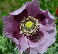 Giant Poppy Seeds (Papaver somniferum) – Giganteum Variety with Massive Seed Heads and Blooms, Heirloom, Non-GMO, High-Germination Organic Seeds