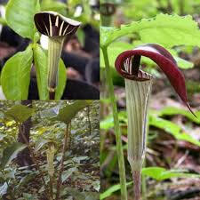 Grøn Arisaema Triphyllum Plantning af frø til have 100 stk