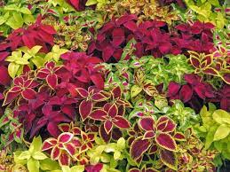 Bland Coleus Canina plantefrø til udplantning - 100 stk