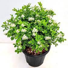 Green Murraya Plant Seeds for Planting - 100 pcs