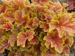 Orange Heuchera Planting Seeds for Garden 100 pcs