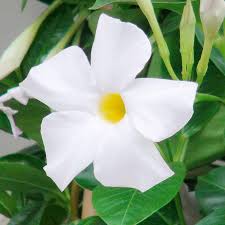 White Mandevilla Sanderi Flower Seeds for Planting - Ideal for Home Garden, GMO Free Seeds