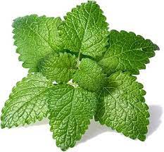 Green Lemon Mint Plant Seeds for Planting