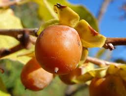 Date Plum Persimmon Fruit Tree Seeds for Planting and Cultivating Sweet and Delicious Persimmon Trees