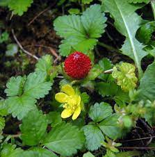 Edible Red MOCK STRAWBERRY Potentilla Indica Duchesnea Fruit Berry Seeds for Planting - Hardy and Decorative Berry Plants