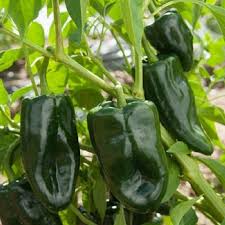 Green Poblano Vegetable Seeds for Planting heirloom & Non-GMO Seeds