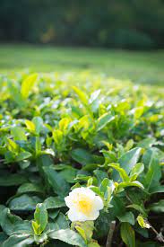 Green Camellia Sinensis Plant Seeds for Planting - 100 pcs