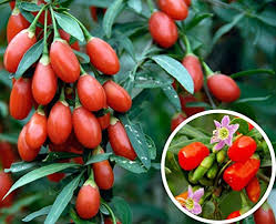 Lush Goji Berry Plant Seeds - Perfect for Health-Conscious Gardeners  100 pcs