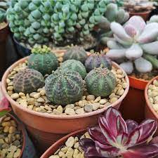 Green Euphorbia Obesa Plant Seeds for Planting - 100 pcs