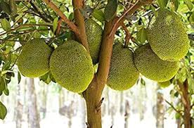 Golden Pillow (Mong Thong) Jackfruit Seeds for Planting - Plant Tropical Jackfruit Trees for Large, Sweet Fruits