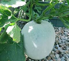 Ash Gourd Vegetable Seeds for Planting, 100 pcs