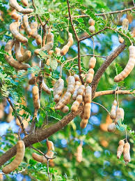 Tamarind frugtfrø til plantning af tropiske træer 100 stk