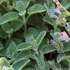 Green Cat Mint Plant Seeds for Aromatic and Pet-Friendly Gardens