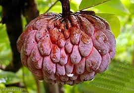 Red Custard Apple Tree Seeds for Planting -  Cultivating Sweet, Creamy Fruit