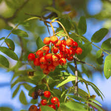 Sorbus Aucuparia-Rowan,European Mountain Ash Fruit Seeds for Planting – Ideal for Garden Growth, Heirloom Seeds