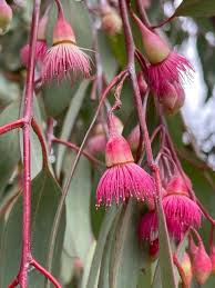 Pink Eucalyptus Sideroxylon plantefrø – Elegant træ til haver 100 stk.