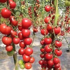 Klatring eller vandfald tomatfrø til plantning - 100 stk