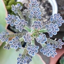 Blue Kalanchoe Plant Seeds for Planting, 100 pcs