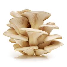 Oyster Mushroom Seeds for Planting - 100 pcs