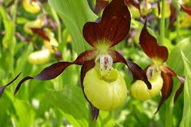 Cypripedium calceolus or Yellow Lady’s Slipper Flower Seeds for Planting - Heirloom & Non-GMO Garden Seeds