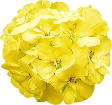 Geranium Pelargonium Yellow Flower Seeds for Planting 100 pcs