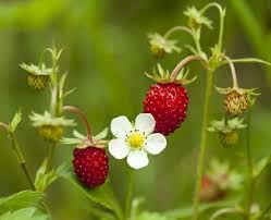 Fragaria vesca (Wild Strawberry, Woodland Strawberry, Alpine Strawberry, European Strawberry, Fraise des Bois) Fruit Seeds for Planting- Heirloom Seeds