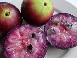 Purple Star Apple Fruit Seeds for Planting - Tropical Fruit Seeds for Your Garden