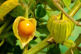 Ground Cherries Vegetable Seeds for Planting - 100 pcs