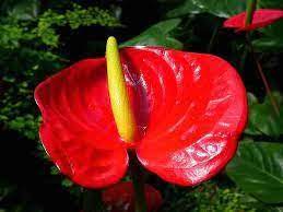 Røde Anthurium blomsterfrø til plantning - 100 stk