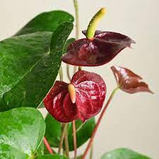 Maroon Anthurium Linden Flower Seeds for Planting - 100 pcs