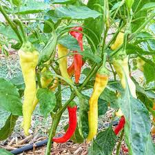 Ierapetras Hot Pepper Seeds for Planting, 100 pcs