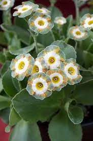 Green Shade Auricula Seeds for Planting – Organic Heirloom Non-GMO High Germination Organic Garden Seeds