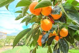 Japanese Persimmon Seeds Diospyros kaki  Plant Seeds for Planting - Grow Persimmon Trees at Home