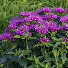 Purple Monarda Didyma Flower Seeds for Planting, 100 pcs