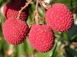 Brewster Lychee Fruit Seed Pack for  Planting - Tropical, Sweet Fruit Growth for your Backyard Orchid