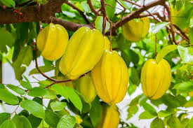 Thai Starfruit Averrhoa Carambola frø til tangy og eksotisk frugt 100 stk.