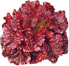 Red Lettuce Vegetable Seeds for Planting heirloom & Non-GMO Seeds